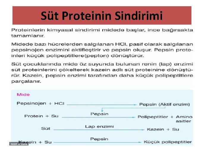Süt Proteinin Sindirimi 