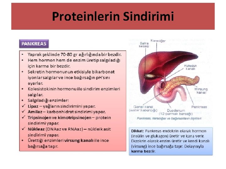 Proteinlerin Sindirimi 