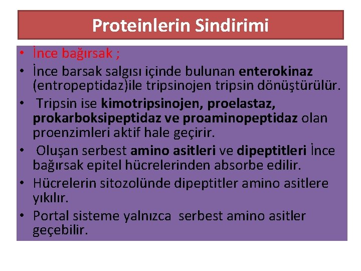 Proteinlerin Sindirimi • İnce bağırsak ; • İnce barsak salgısı içinde bulunan enterokinaz (entropeptidaz)ile