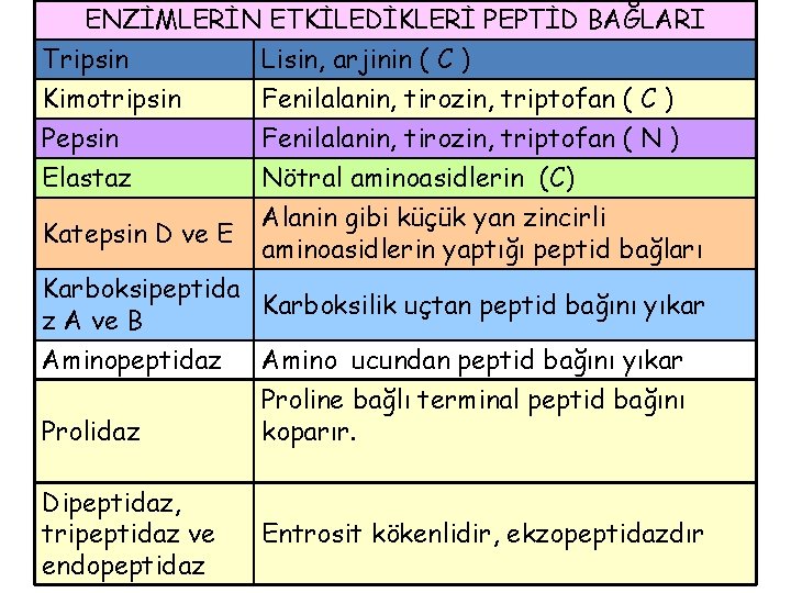 ENZİMLERİN ETKİLEDİKLERİ PEPTİD BAĞLARI Tripsin Lisin, arjinin ( C ) Kimotripsin Fenilalanin, tirozin, triptofan