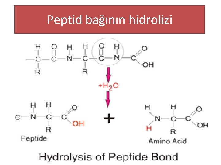 Peptid bağının hidrolizi 