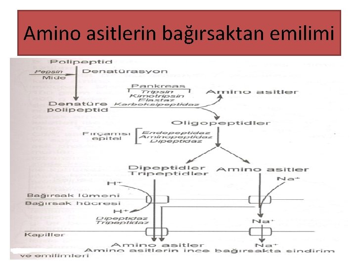 Amino asitlerin bağırsaktan emilimi 