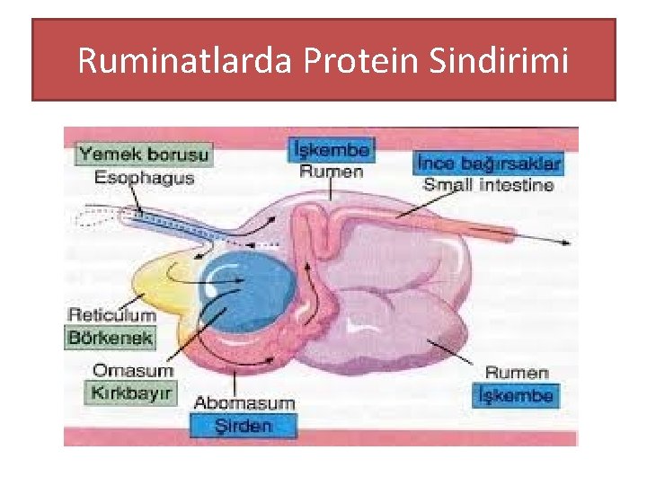 Ruminatlarda Protein Sindirimi 