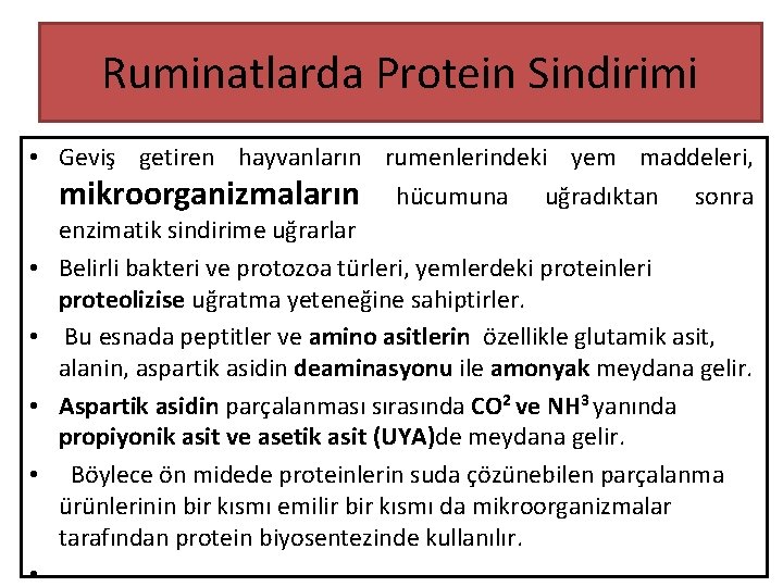 Ruminatlarda Protein Sindirimi • Geviş getiren hayvanların rumenlerindeki yem maddeleri, mikroorganizmaların hücumuna uğradıktan sonra