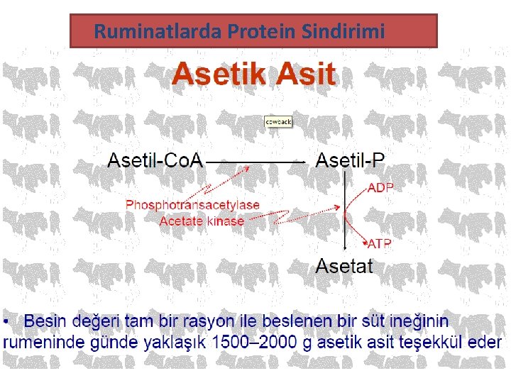 Ruminatlarda Protein Sindirimi 