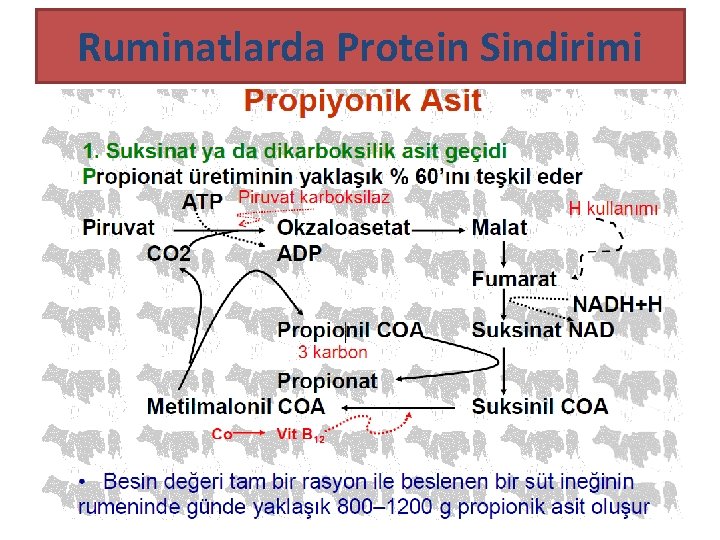 Ruminatlarda Protein Sindirimi 