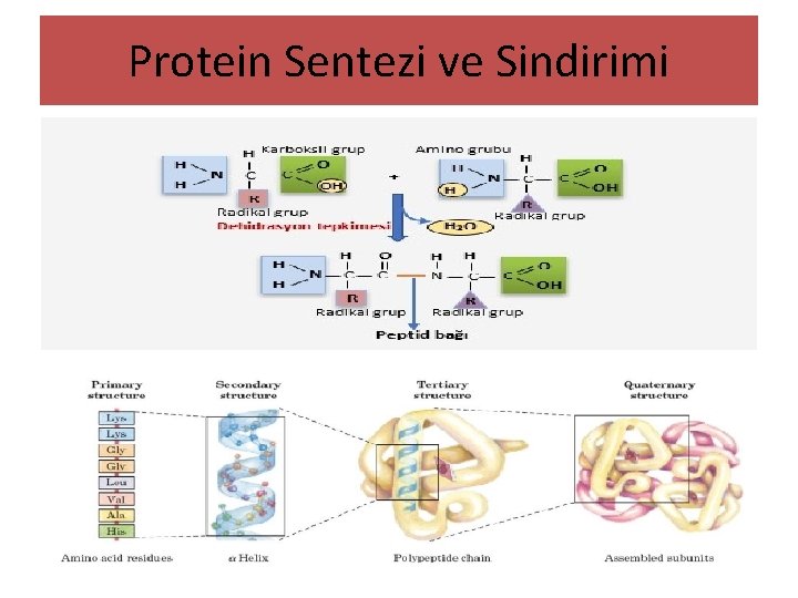 Protein Sentezi ve Sindirimi 