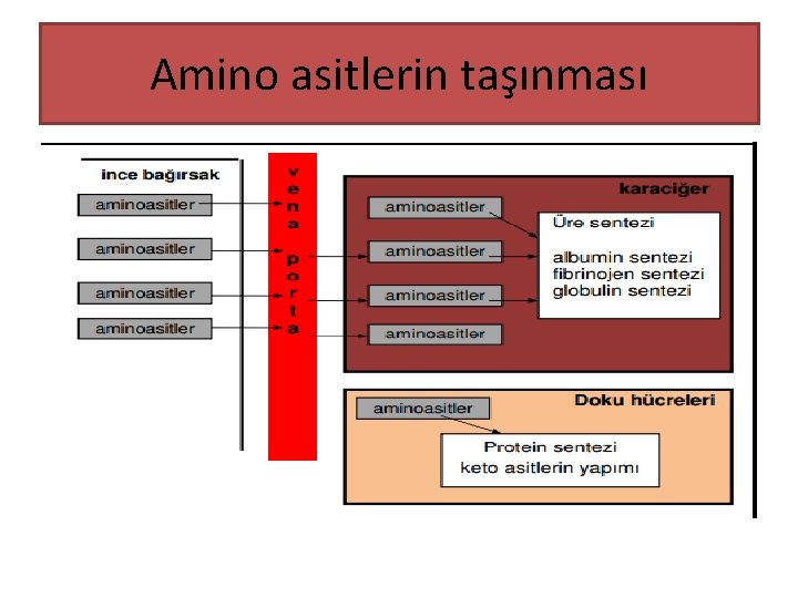 Amino asitlerin taşınması 