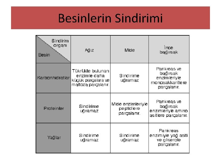 Besinlerin Sindirimi 