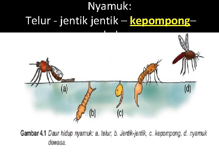 Nyamuk: Telur - jentik – kepompong– nyamuk dewasa 