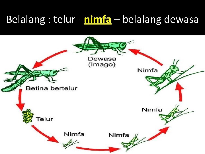 Belalang : telur - nimfa – belalang dewasa 