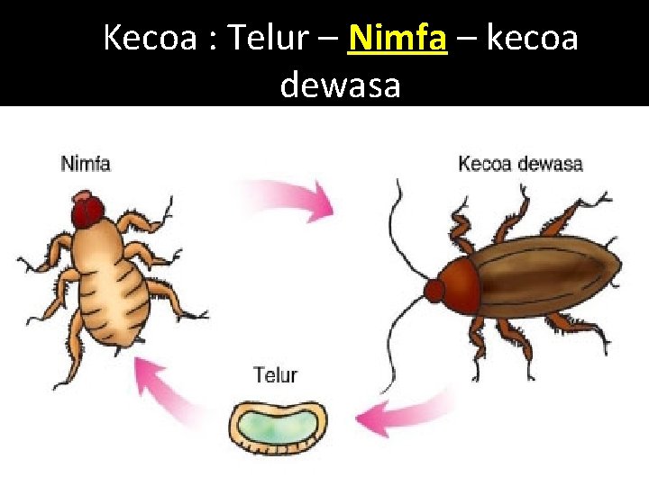 Kecoa : Telur – Nimfa – kecoa dewasa 