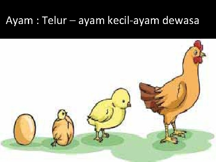 Ayam : Telur – ayam kecil-ayam dewasa 