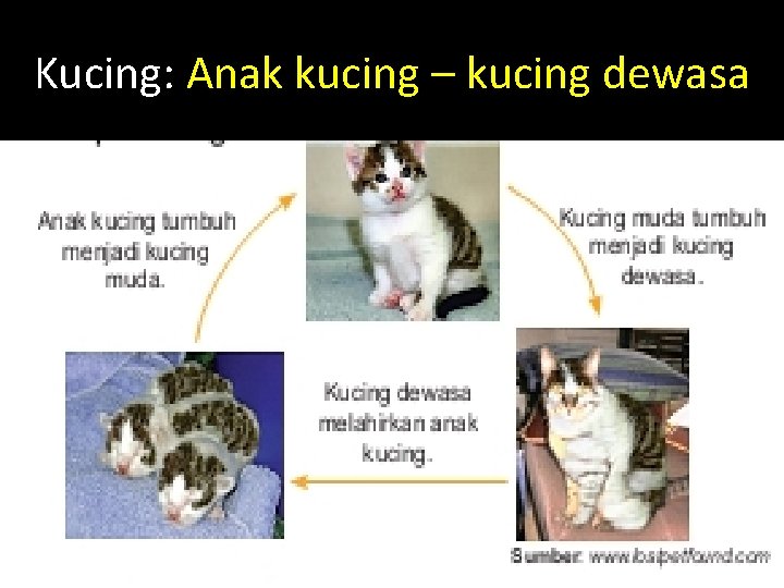 Kucing: Anak kucing – kucing dewasa 