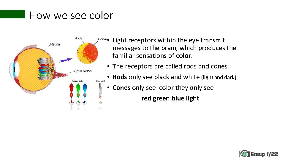 How we see color • Light receptors within the eye transmit messages to the