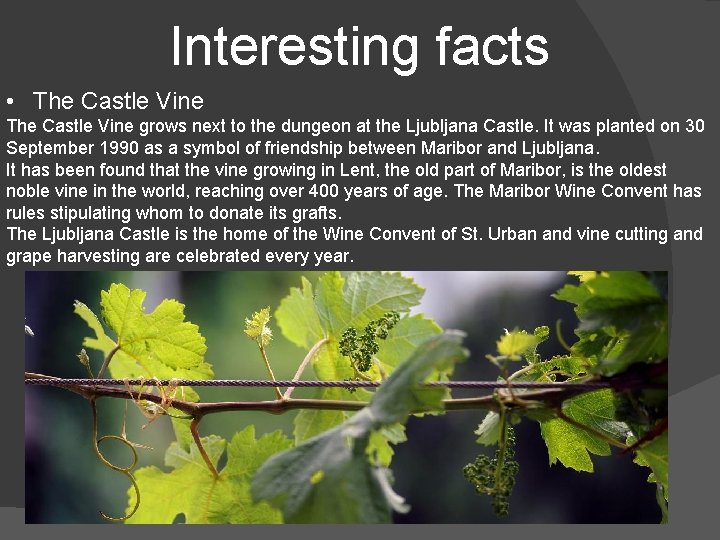 Interesting facts • The Castle Vine grows next to the dungeon at the Ljubljana