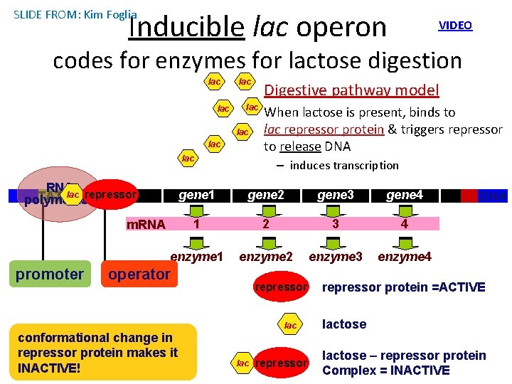 Inducible lac operon SLIDE FROM: Kim Foglia VIDEO codes for enzymes for lactose digestion