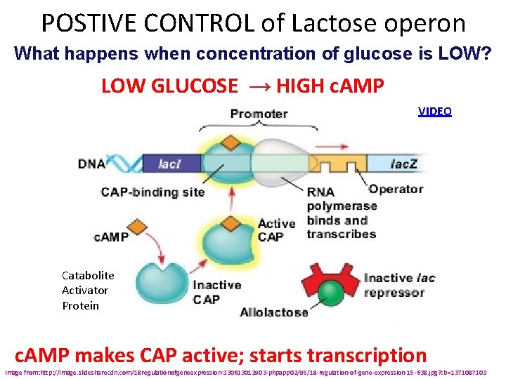 POSTIVE CONTROL of Lactose operon What happens when concentration of glucose is LOW? LOW