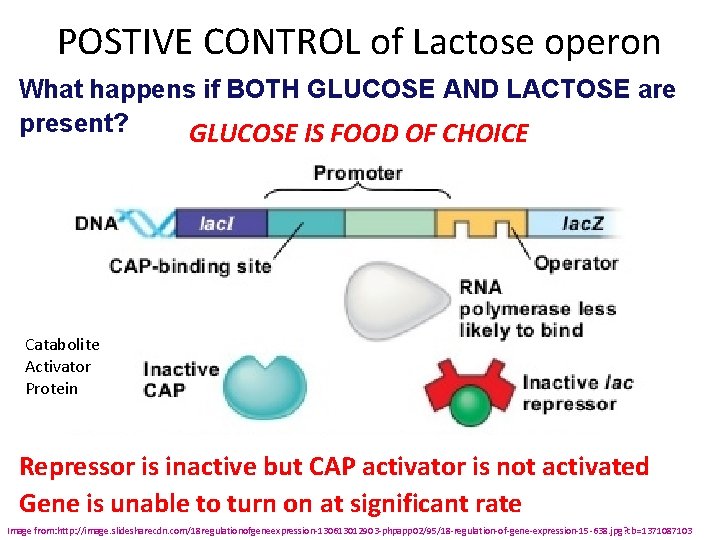 POSTIVE CONTROL of Lactose operon What happens if BOTH GLUCOSE AND LACTOSE are present?