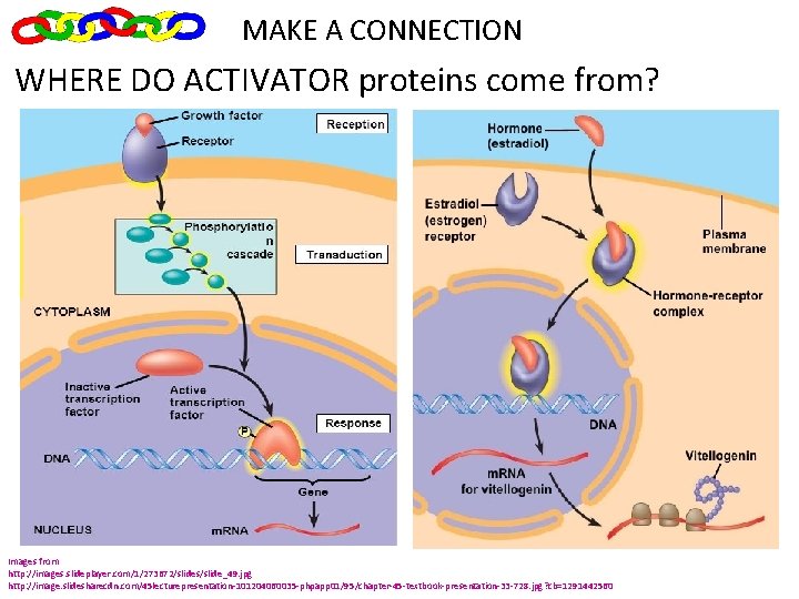 MAKE A CONNECTION WHERE DO ACTIVATOR proteins come from? Images from http: //images. slideplayer.