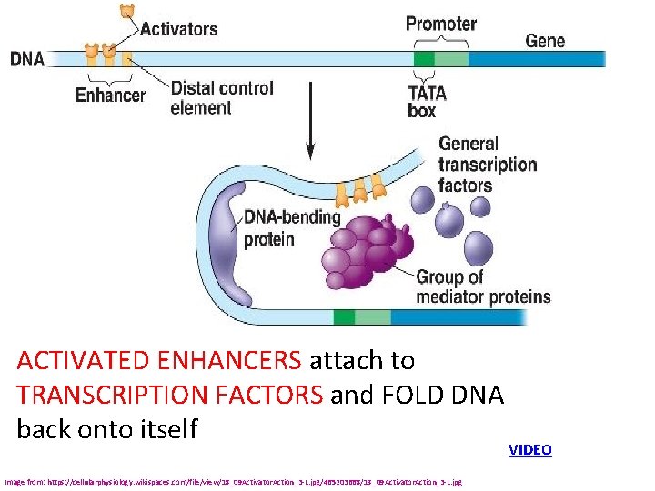 ACTIVATED ENHANCERS attach to TRANSCRIPTION FACTORS and FOLD DNA back onto itself Image from: