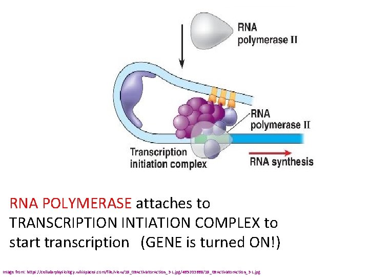 RNA POLYMERASE attaches to TRANSCRIPTION INTIATION COMPLEX to start transcription (GENE is turned ON!)