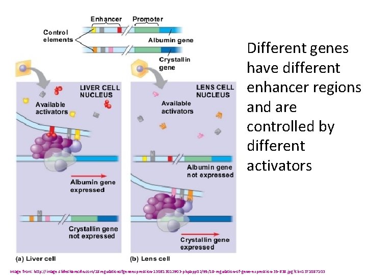 Different genes have different enhancer regions and are controlled by different activators Image from: