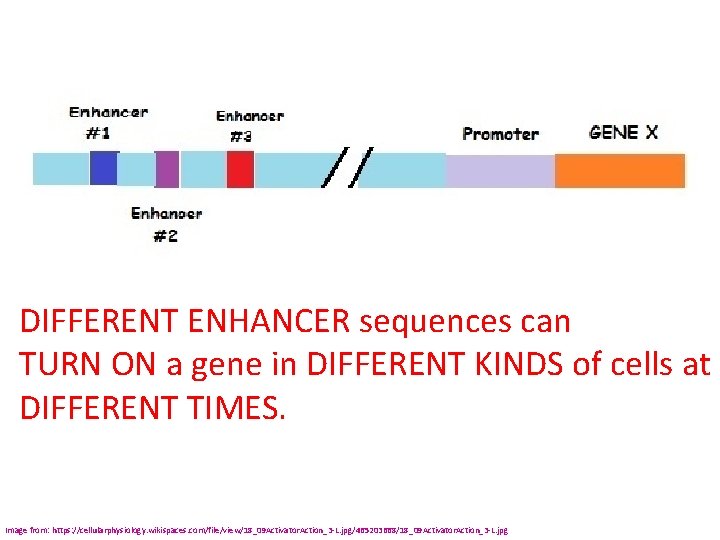 DIFFERENT ENHANCER sequences can TURN ON a gene in DIFFERENT KINDS of cells at