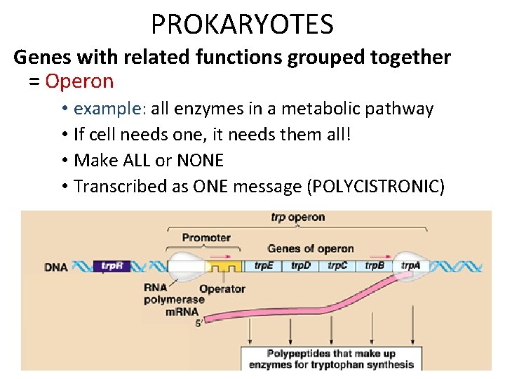 PROKARYOTES Genes with related functions grouped together = Operon • example: all enzymes in