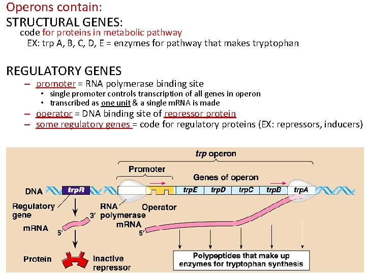 Operons contain: STRUCTURAL GENES: code for proteins in metabolic pathway EX: trp A, B,