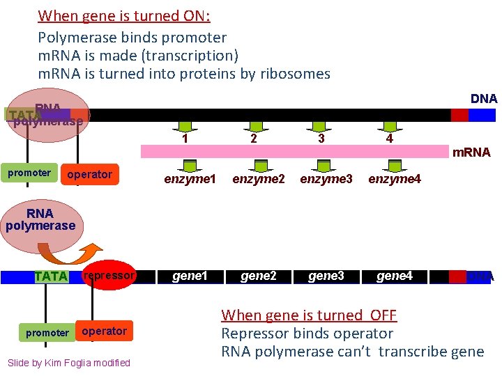 When gene is turned ON: Polymerase binds promoter m. RNA is made (transcription) m.