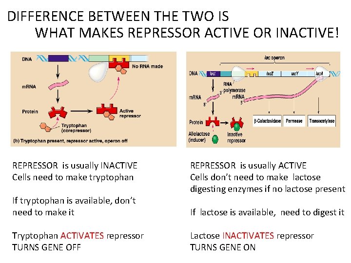 DIFFERENCE BETWEEN THE TWO IS WHAT MAKES REPRESSOR ACTIVE OR INACTIVE! REPRESSOR is usually