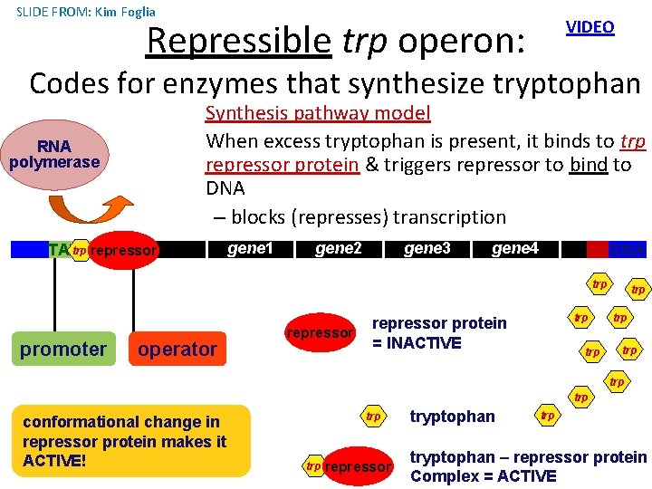 SLIDE FROM: Kim Foglia Repressible trp operon: VIDEO Codes for enzymes that synthesize tryptophan