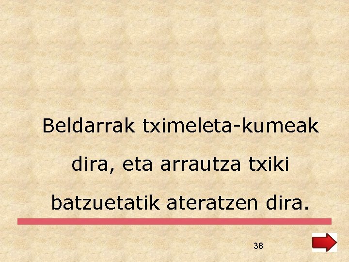 Beldarrak tximeleta-kumeak dira, eta arrautza txiki batzuetatik ateratzen dira. 38 