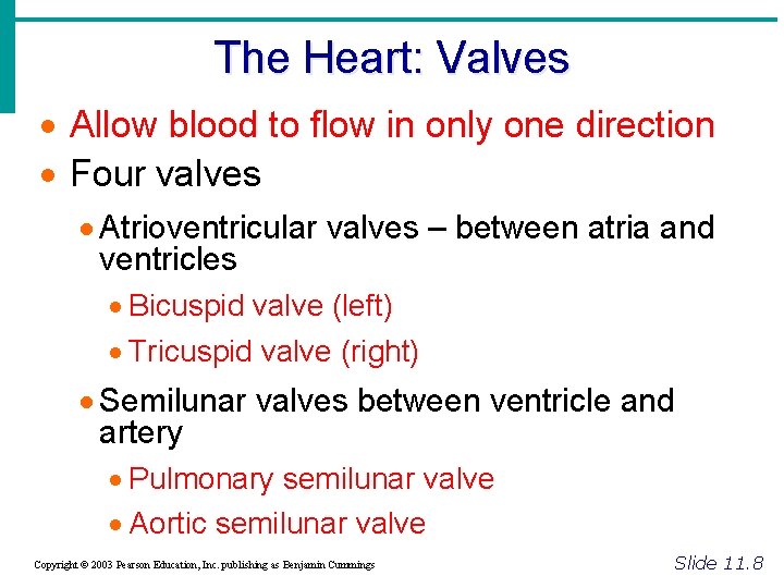 The Heart: Valves · Allow blood to flow in only one direction · Four