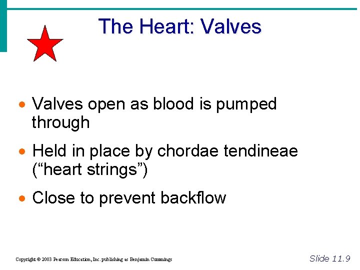 The Heart: Valves · Valves open as blood is pumped through · Held in