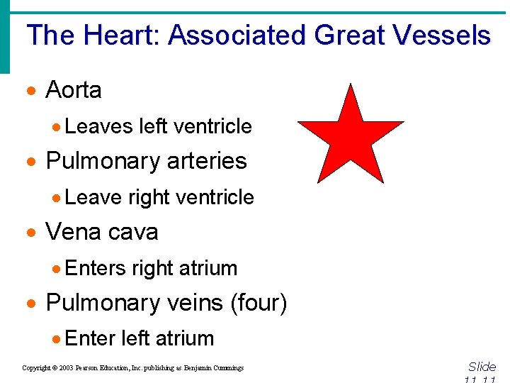 The Heart: Associated Great Vessels · Aorta · Leaves left ventricle · Pulmonary arteries