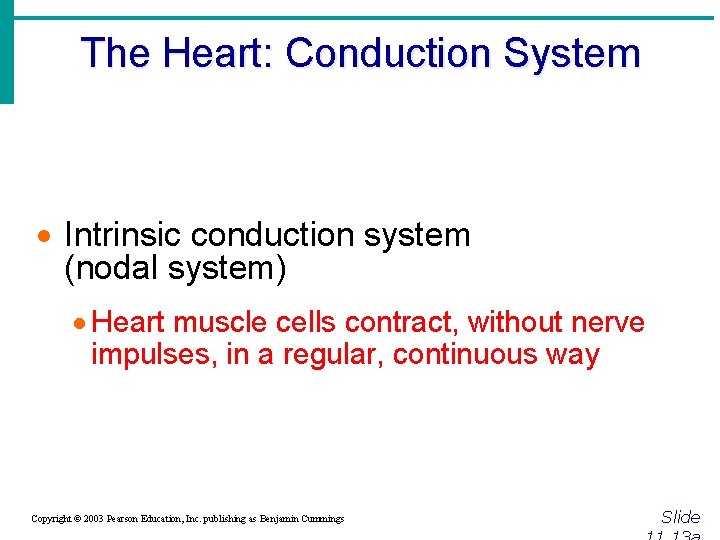The Heart: Conduction System · Intrinsic conduction system (nodal system) · Heart muscle cells