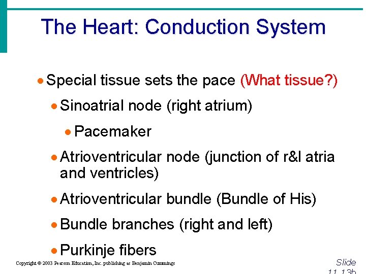 The Heart: Conduction System · Special tissue sets the pace (What tissue? ) ·