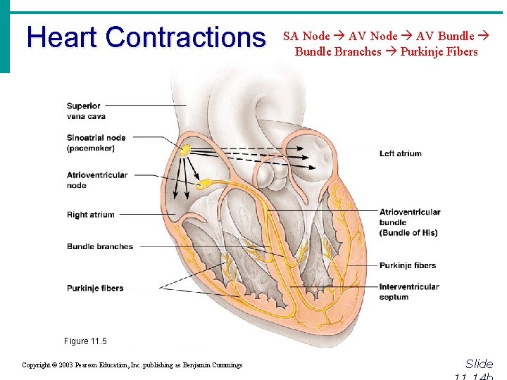 Heart Contractions SA Node AV Bundle Branches Purkinje Fibers Figure 11. 5 Copyright ©