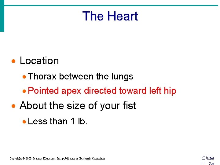 The Heart · Location · Thorax between the lungs · Pointed apex directed toward