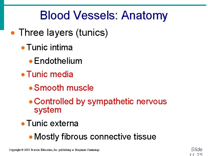 Blood Vessels: Anatomy · Three layers (tunics) · Tunic intima · Endothelium · Tunic