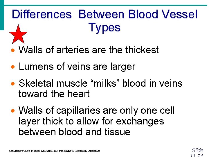 Differences Between Blood Vessel Types · Walls of arteries are thickest · Lumens of