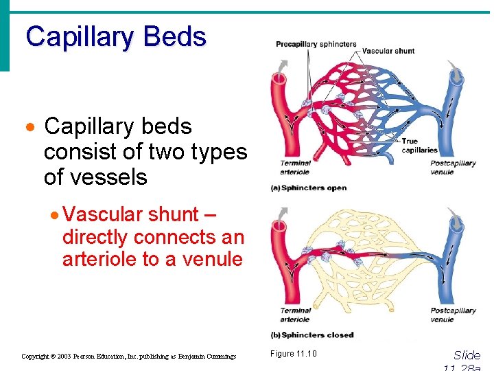 Capillary Beds · Capillary beds consist of two types of vessels · Vascular shunt