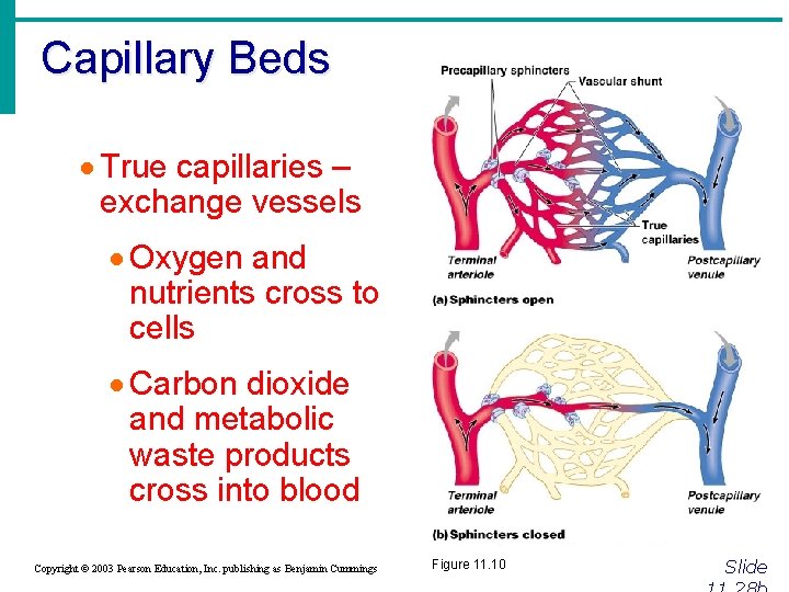 Capillary Beds · True capillaries – exchange vessels · Oxygen and nutrients cross to