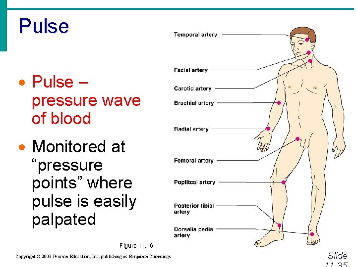 Pulse · Pulse – pressure wave of blood · Monitored at “pressure points” where