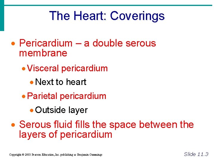 The Heart: Coverings · Pericardium – a double serous membrane · Visceral pericardium ·