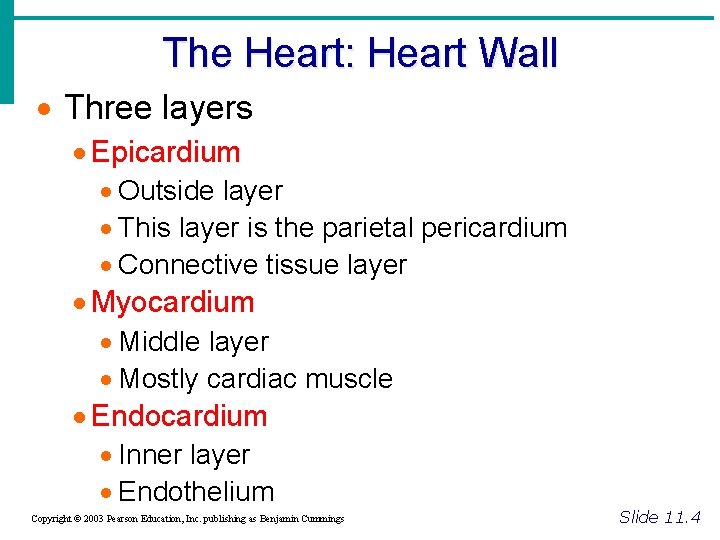 The Heart: Heart Wall · Three layers · Epicardium · Outside layer · This