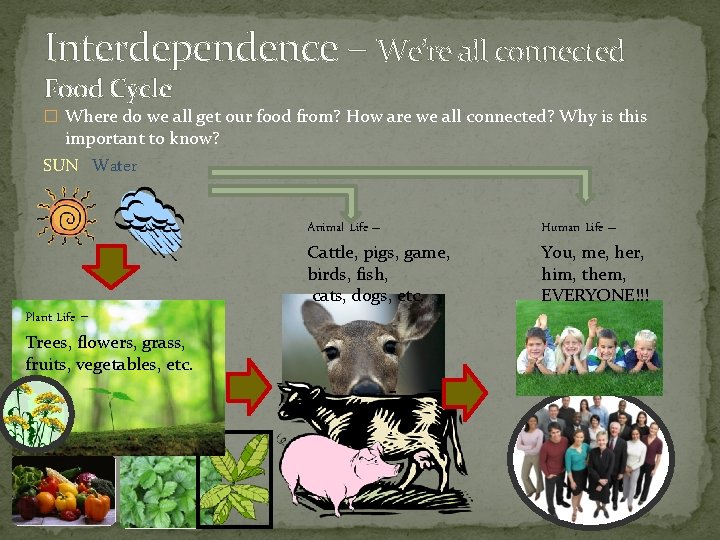 Interdependence – We’re all connected Food Cycle � Where do we all get our