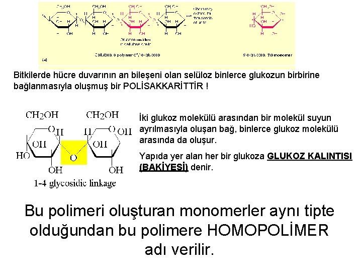 Bitkilerde hücre duvarının an bileşeni olan selüloz binlerce glukozun birbirine bağlanmasıyla oluşmuş bir POLİSAKKARİTTİR
